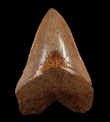 Real West Java Megalodon tooth for sale | Buried Treasure Fossils