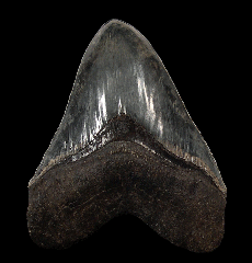 Rare Indonesian Megalodon tooth for sale | Buried Treasure Fossils 