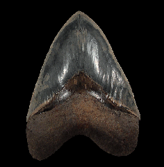 Real West Java Megalodon tooth for sale | Buried Treasure Fossils