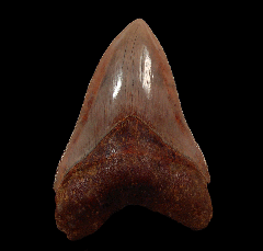Rare West Java Megalodon tooth for sale | Buried Treasure Fossils 