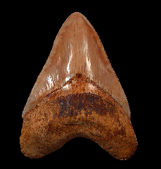 Real Indonesian Megalodon tooth for sale | Buried Treasure Fossils