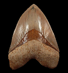 Real West Java Megalodon tooth for sale | Buried Treasure Fossils