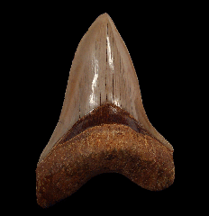 Indonesian Otodus megalodon tooth for sale | Buried Treasure Fossils  