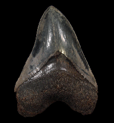 Extra Large West Java Megalodon tooth for sale | Buried Treasure Fossils
