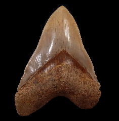 Huge Indonesian Megalodon tooth for sale | Buried Treasure Fossils