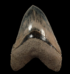 Otodus megalodon    Indonesia