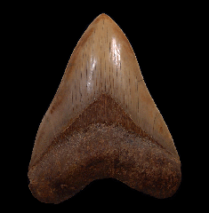 Huge Large West Java Megalodon tooth for sale | Buried Treasure Fossils