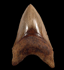 Huge Indonesian Megalodon tooth for sale 