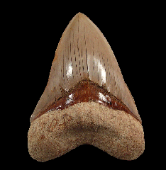 Huge Large West Java Megalodon tooth for sale | Buried Treasure Fossils