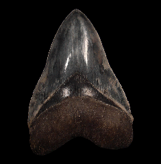Serrated Indonesia Megalodon tooth for sale | Buried Treasure Fossils