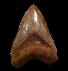Nice Indonesia Megalodon tooth for sale | Buried Treasure Fossils