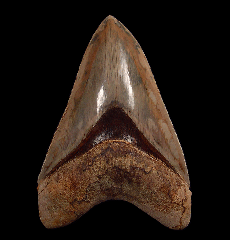 Colorful Indonesian Megalodon tooth for sale | Buried Treasure Fossils