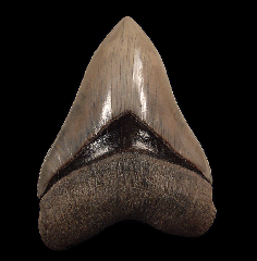 Cheap Indonesia Megalodon tooth for sale | Buried Treasure Fossils