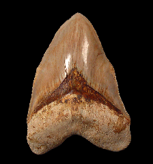 Colorful West Java Otodus megalodon tooth for sale | Buried Treasure Fossils  