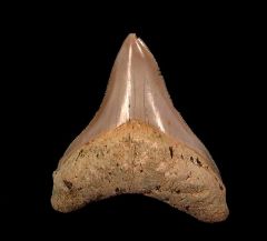 Indonesian Megalodon tooth IN73 for sale | Buried Treasure Fossils