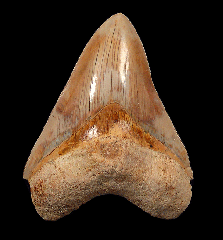 Colorful West Java Otodus megalodon tooth for sale | Buried Treasure Fossils  