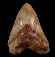 Indonesian Otodus megalodon tooth for sale