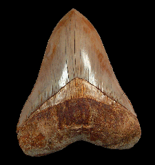 Big Indonesian Otodus megalodon tooth for sale