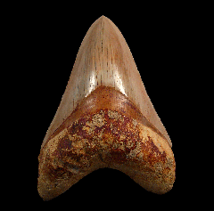 Colorful West Java Otodus megalodon tooth for sale | Buried Treasure Fossils  
