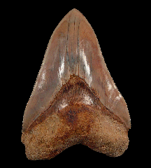 Big West Java Megalodon tooth for sale
