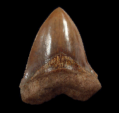 Quality Indonesian Megalodon tooth for sale | Buried Treasure Fossils