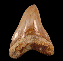Quality Indonesian Megalodon tooth for sale