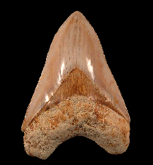 Quality West Java Megalodon tooth 