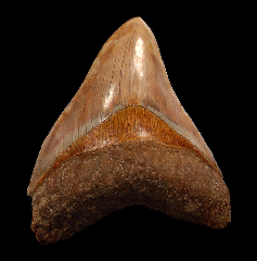 Cheap Indonesian Carcharocles megalodon tooth for sale | Buried Treasure Fossils