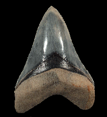 Indonesian Carcharocles megalodon tooth for sale