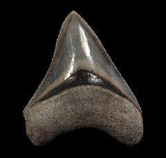 Quality West Java Megalodon tooth for sale | Buried Treasure Fossils 