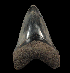 Quality West Java Megalodon tooth for sale