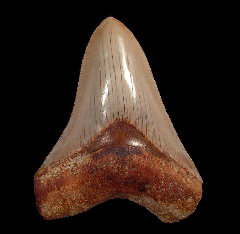 New Indonesian Otodus megalodon tooth for sale | Buried Treasure Fossils