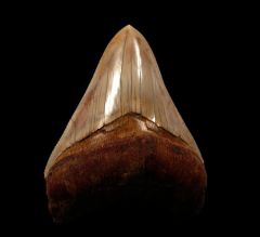 Rare West Java  Megalodon tooth | Buried Treasure Fossils