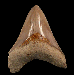 Rare West Java Megalodon tooth