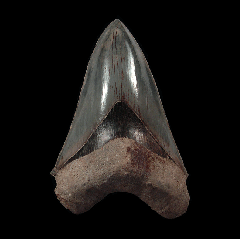 Real West Java Megalodon tooth | Buried Treasure Fossils