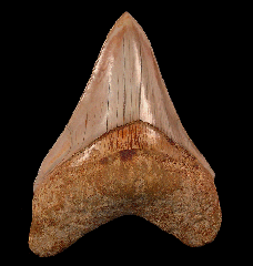 Real West Java Megalodon tooth 