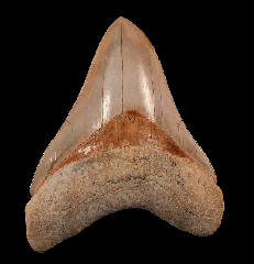 Quality West Java Megalodon tooth 