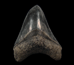 Quality West Java Megalodon tooth | Buried Treasure Fossils