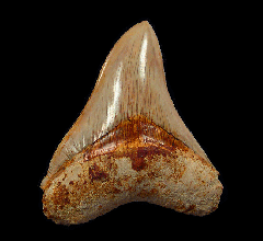West Java Megalodon tooth | Buried Treasure Fossils  