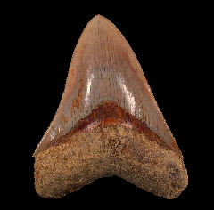 West Java Megalodon tooth