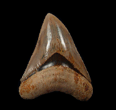 Indonesian Megalodon tooth | Buried Treasure Fossils  
