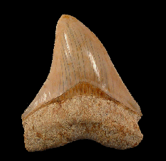 Indonesian Megalodon tooth