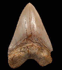 Partial West Java Otodus megalodon tooth 