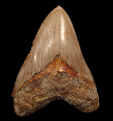 Partial West Java Otodus megalodon tooth 