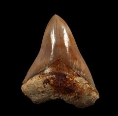 Commercial West Java  Carcharocles megalodon tooth for sale | Buried Treasure Fossils