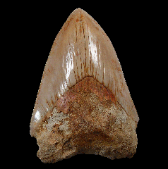 Otodus megalodon    Indonesia