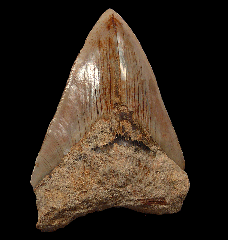 Partial West Java Otodus megalodon tooth 