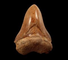 Good color West Java Otodus  megalodon tooth for sale | Buried Treasure Fossils  