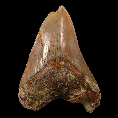 Indonesian Otodus megalodon for sale 