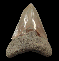 New West Java Otodus megalodon tooth for sale 